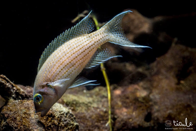 Neolamprologus olivaceous